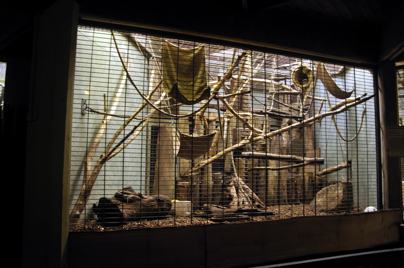 Tufted Capuchins indoors