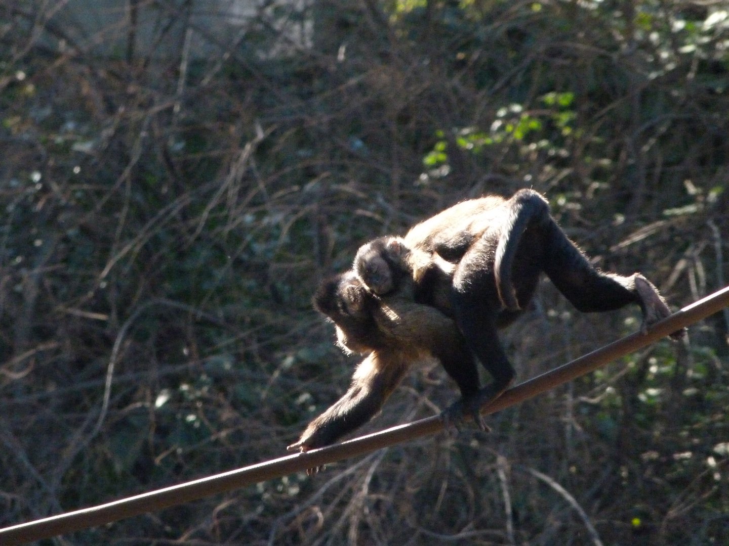 Tufted capuchins -Zoo Aquarium de Madrid (2025)