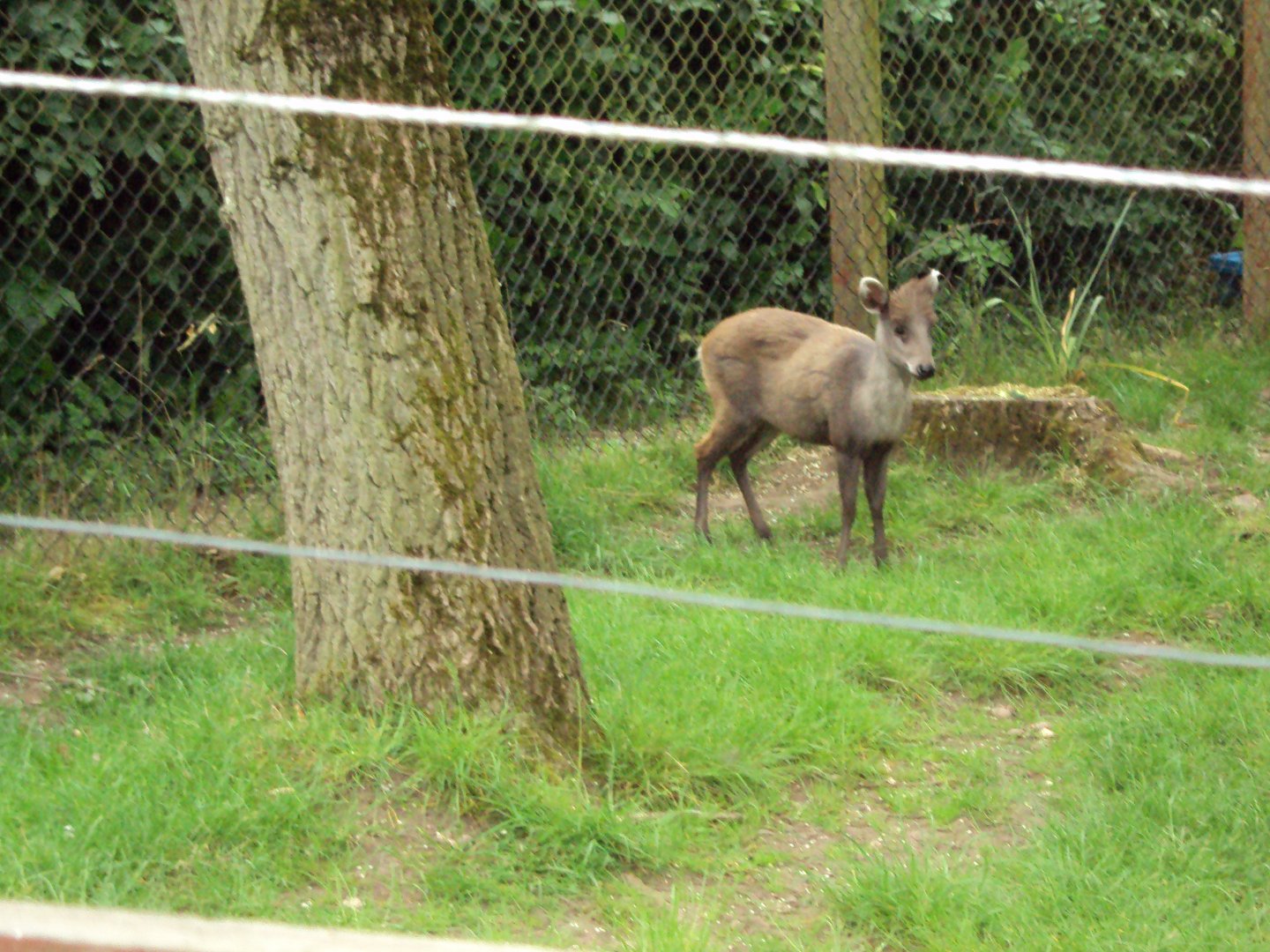 Tufted Deer 02/06/2019