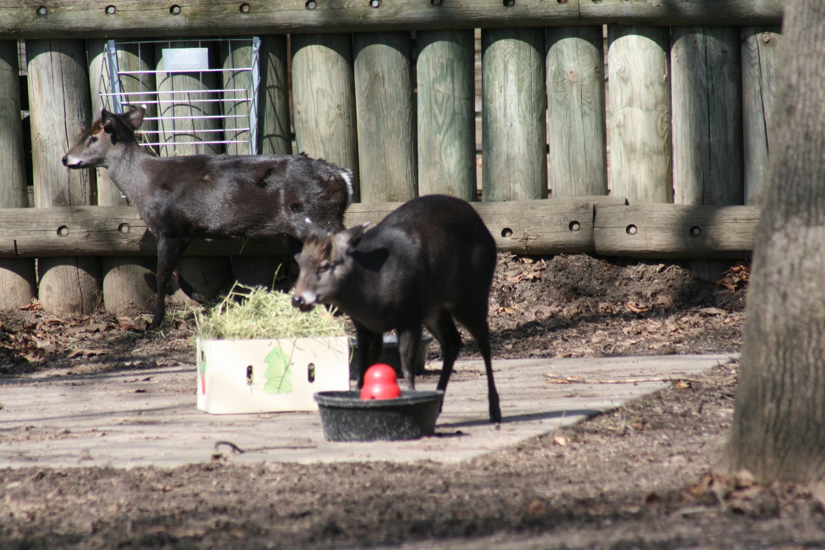Tufted Deer(3/9/2025)