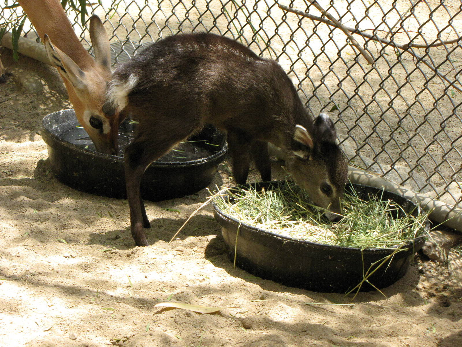 Tufted Deer and Gerenuk Youngsters