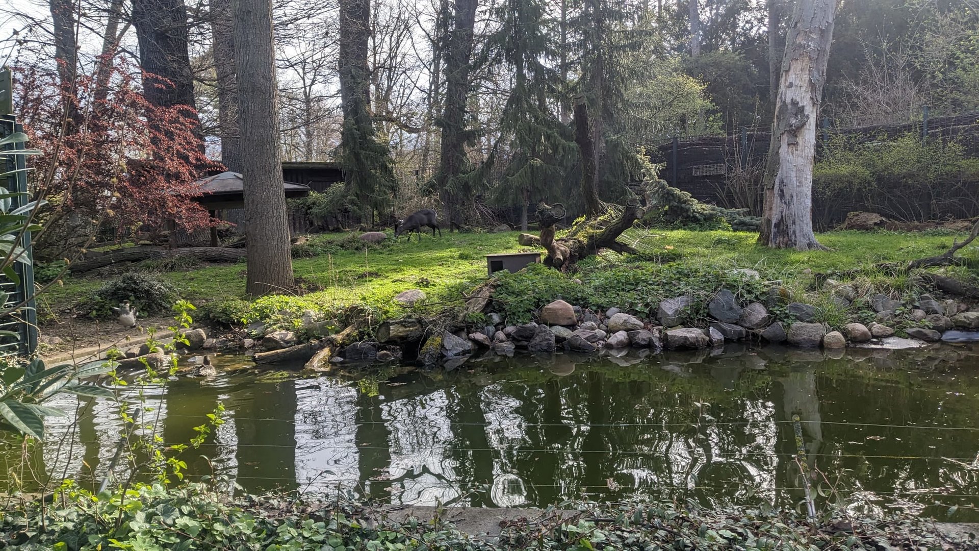 Tufted Deer and Tufted Duck Enclosure