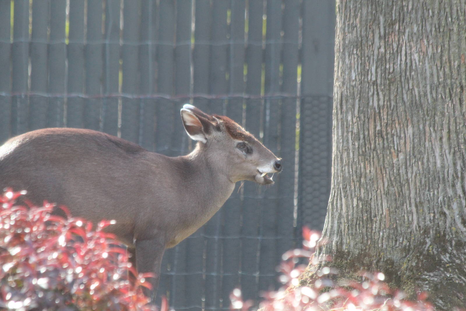 Tufted Deer - Apr 2014