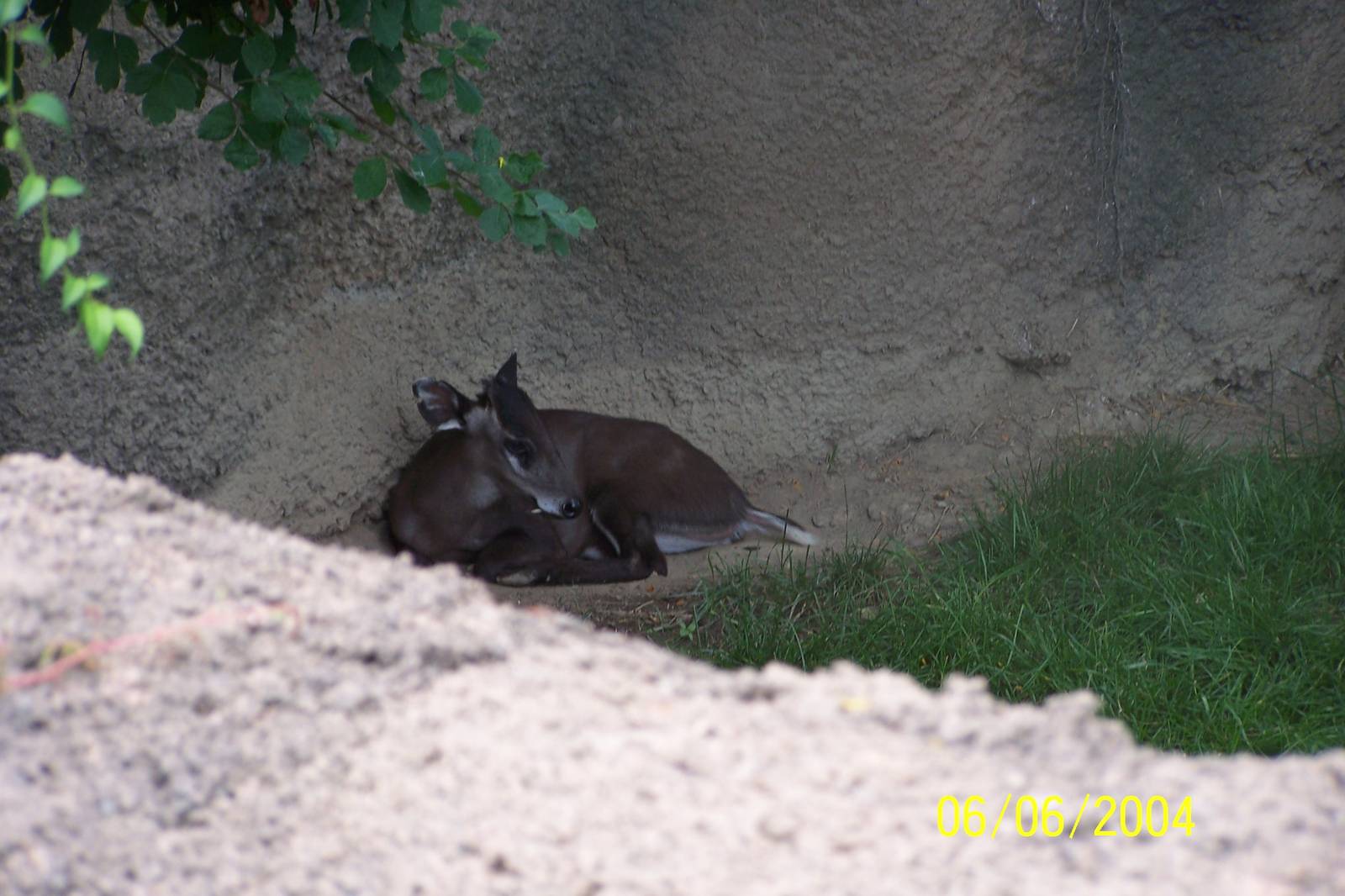 Tufted Deer ~ Asia Quest