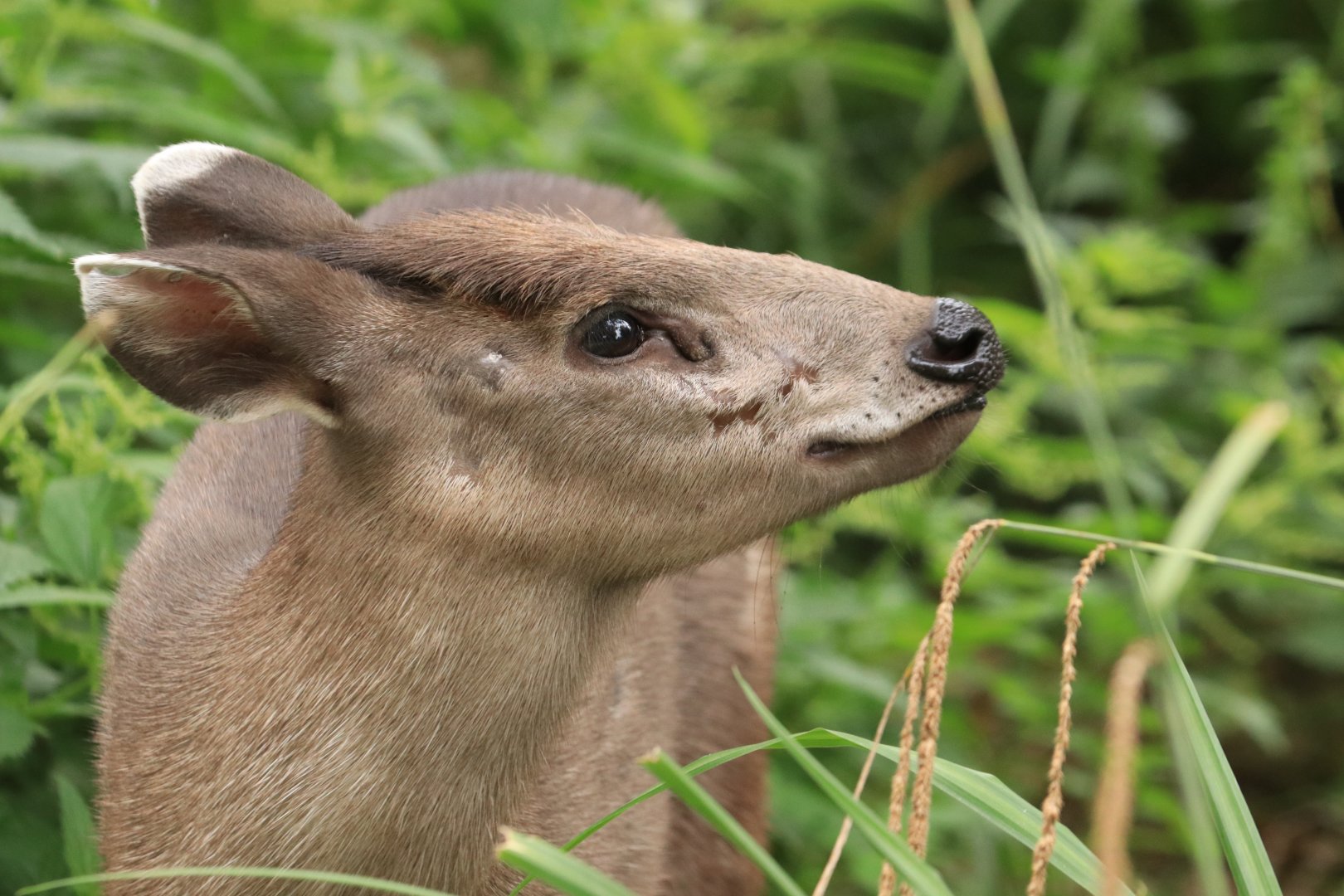 Tufted Deer (August 2019)