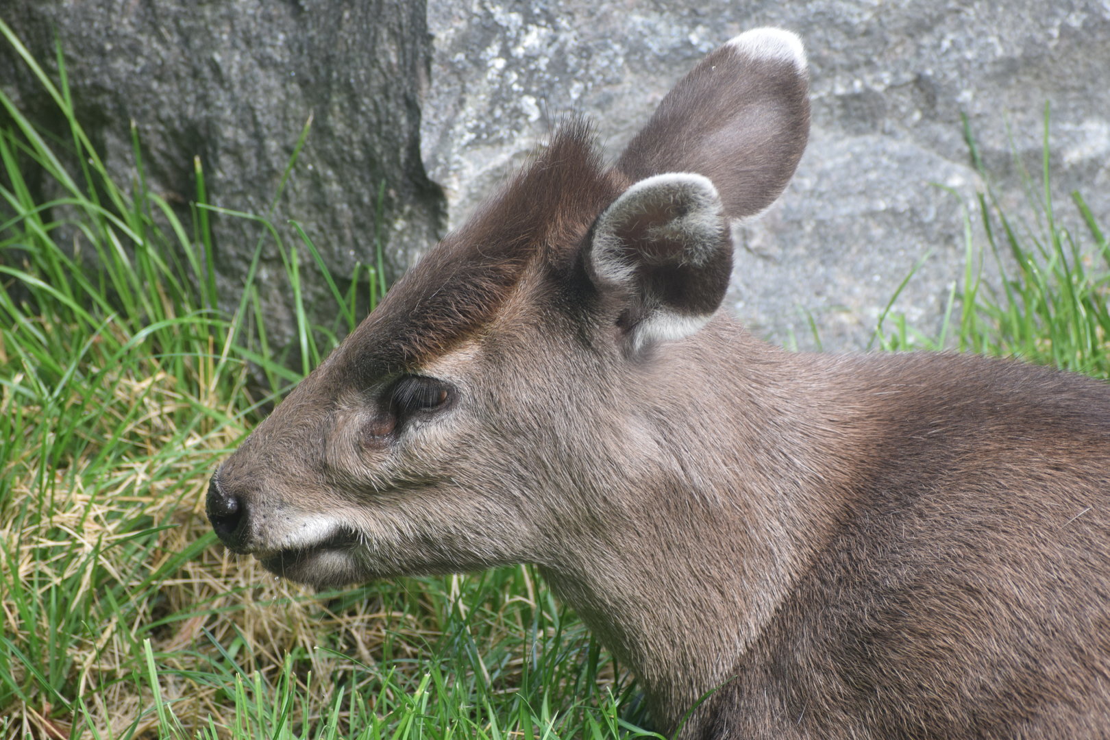 Tufted deer - August 2023