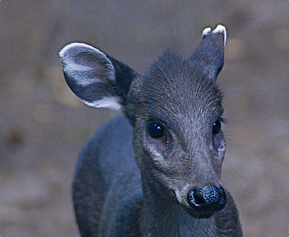 Tufted Deer - Berlin Tierpark 2022