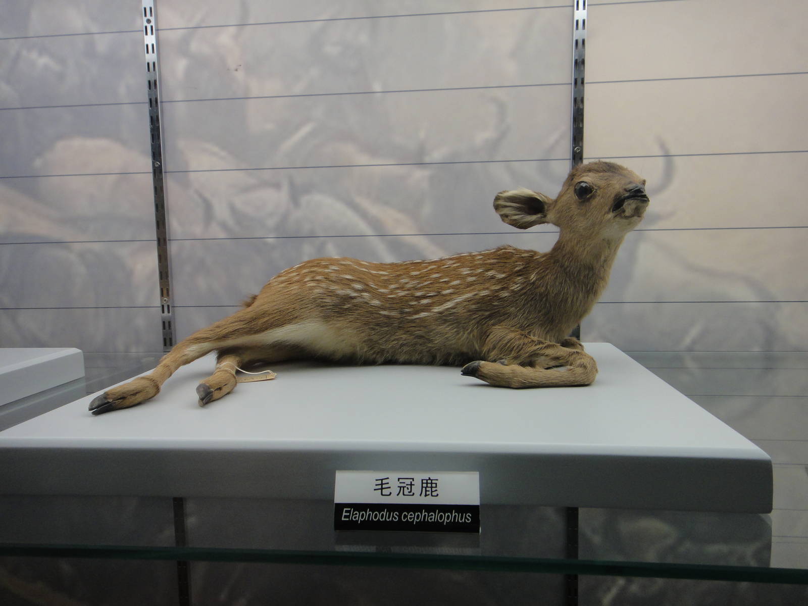 Tufted deer (Elaphodus cephalophus) fawn