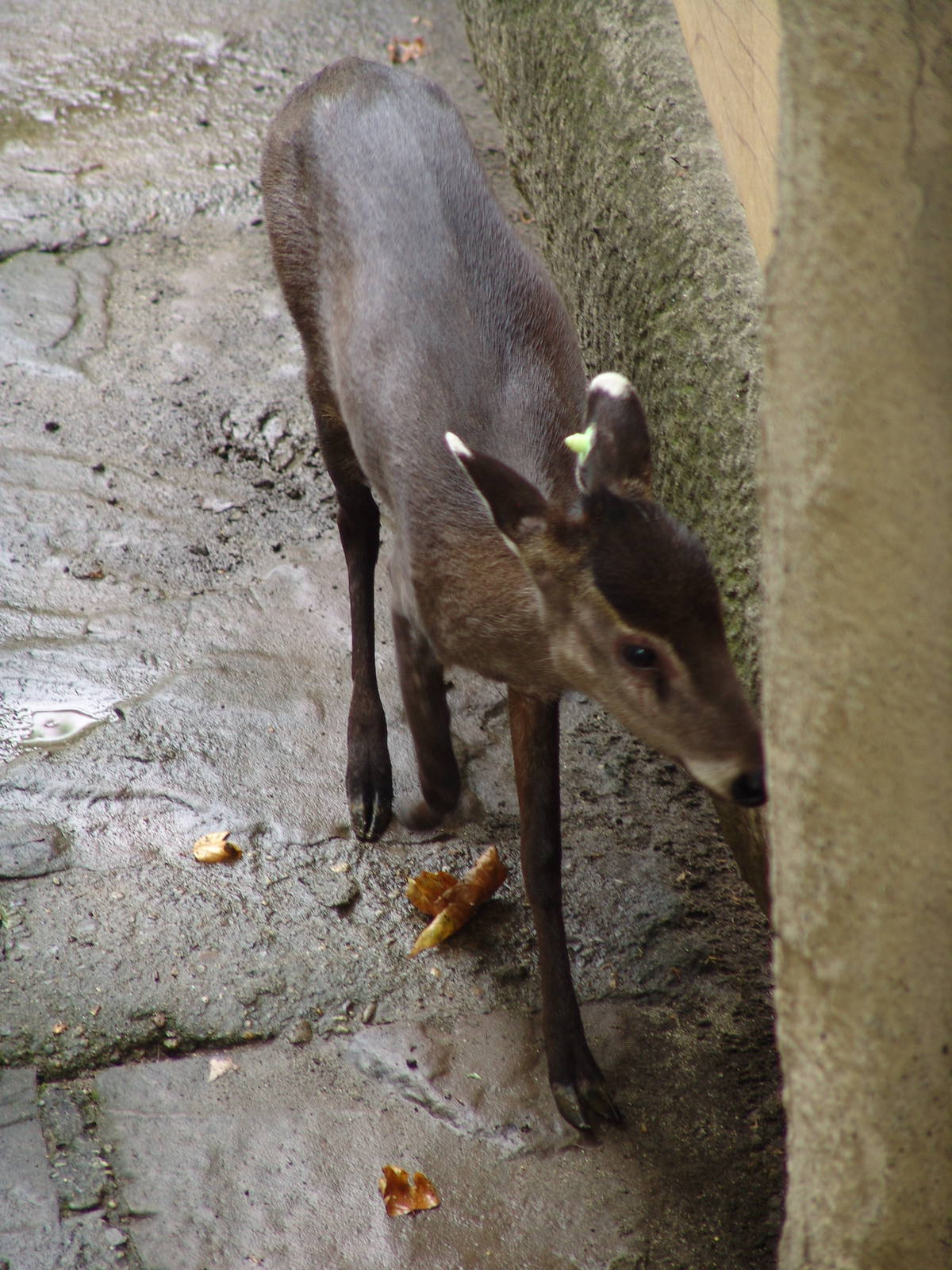 Tufted Deer (Elaphodus cephalophus)