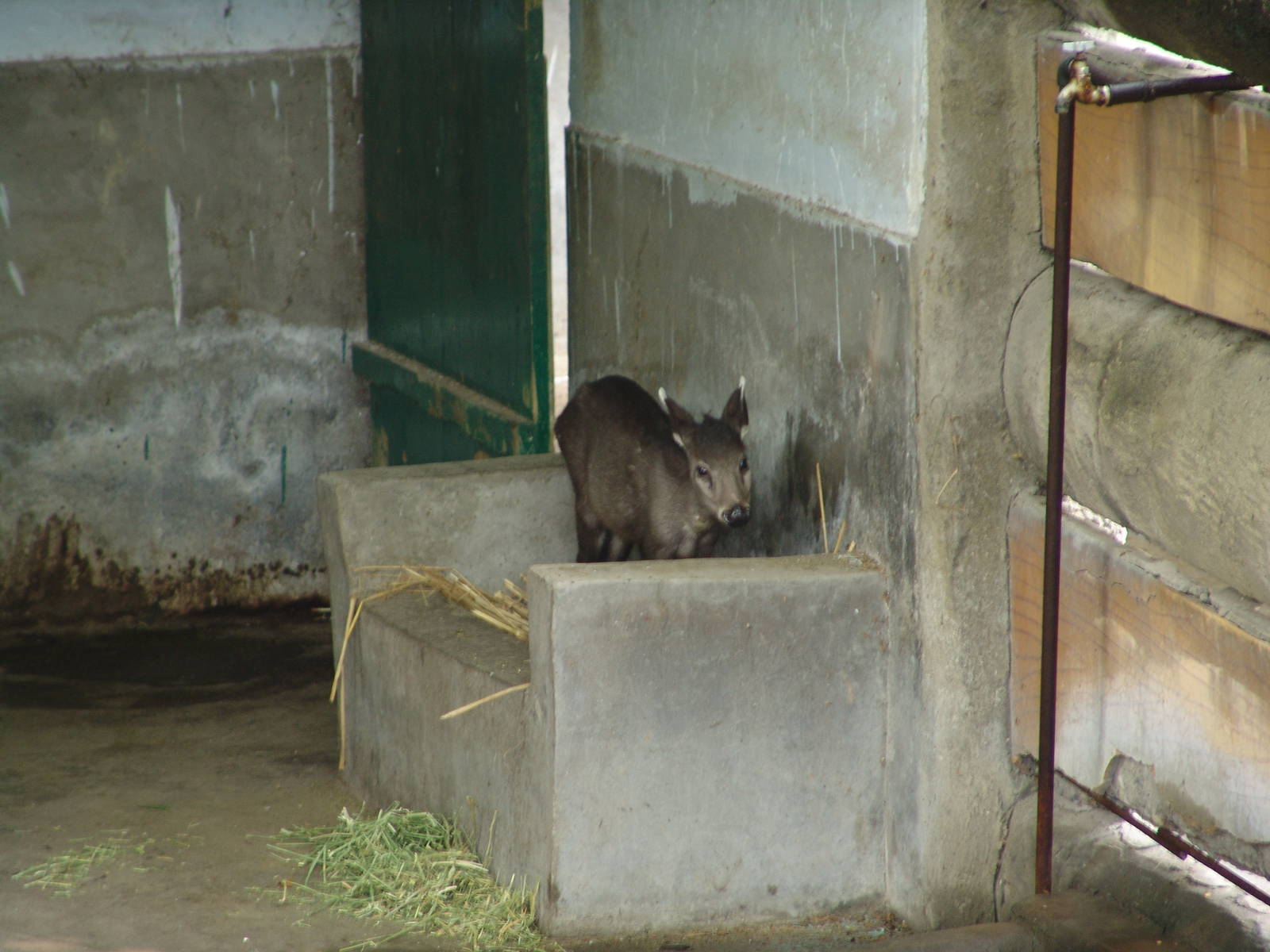 Tufted Deer (Elaphodus cephalophus)