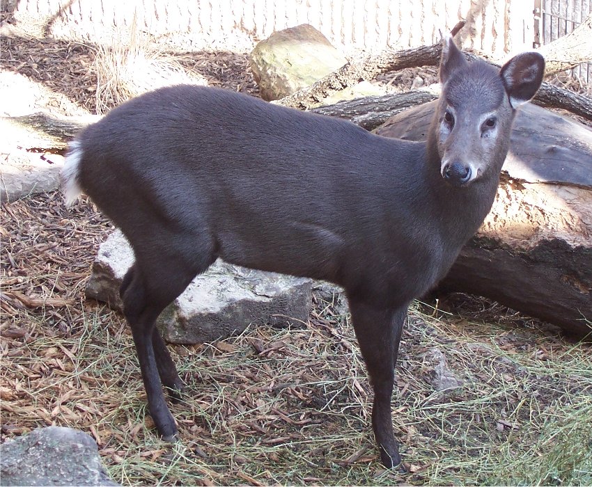 Tufted Deer (Elaphodus cephalophus)