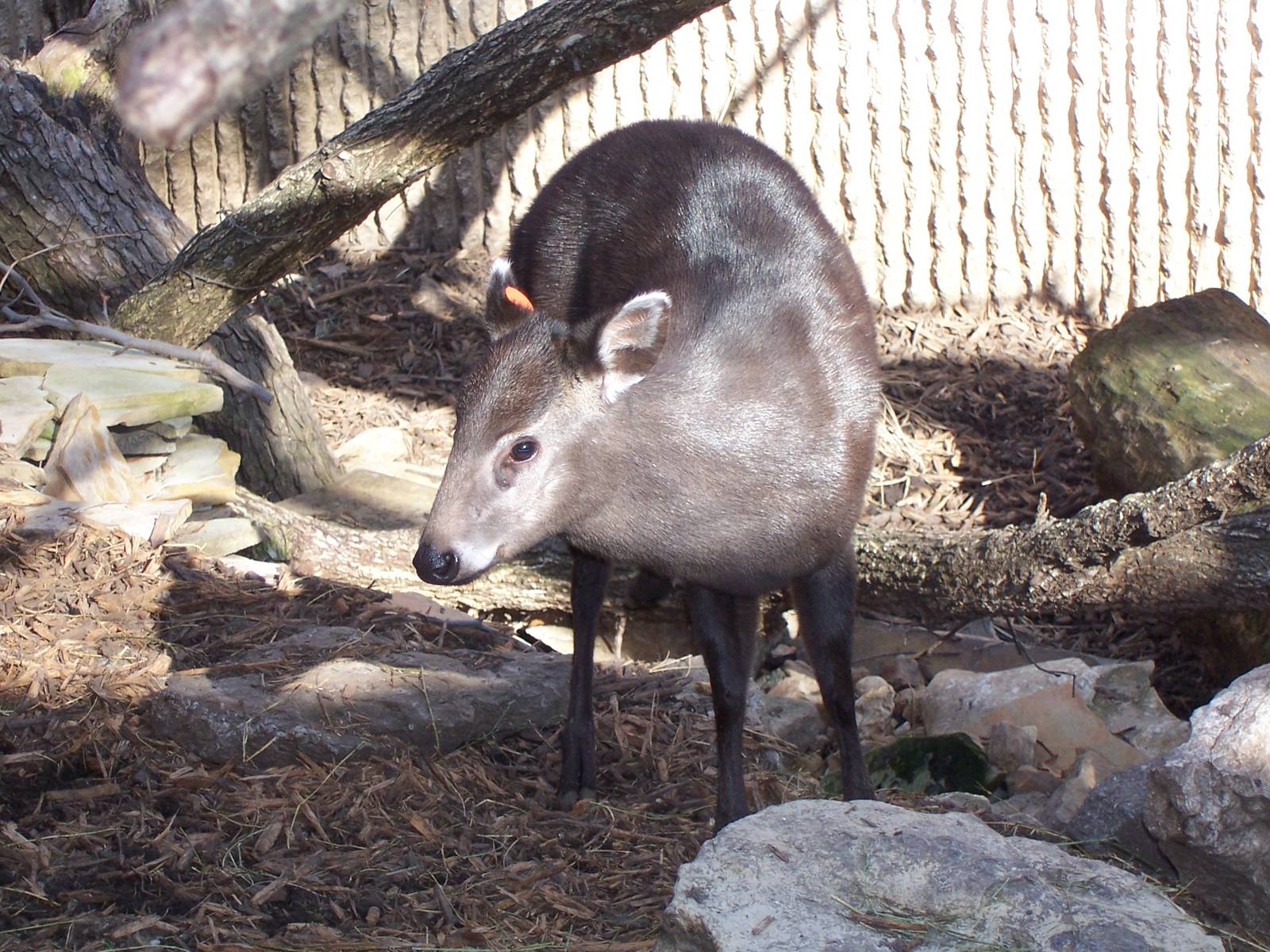 Tufted Deer (Elaphodus cephalophus)