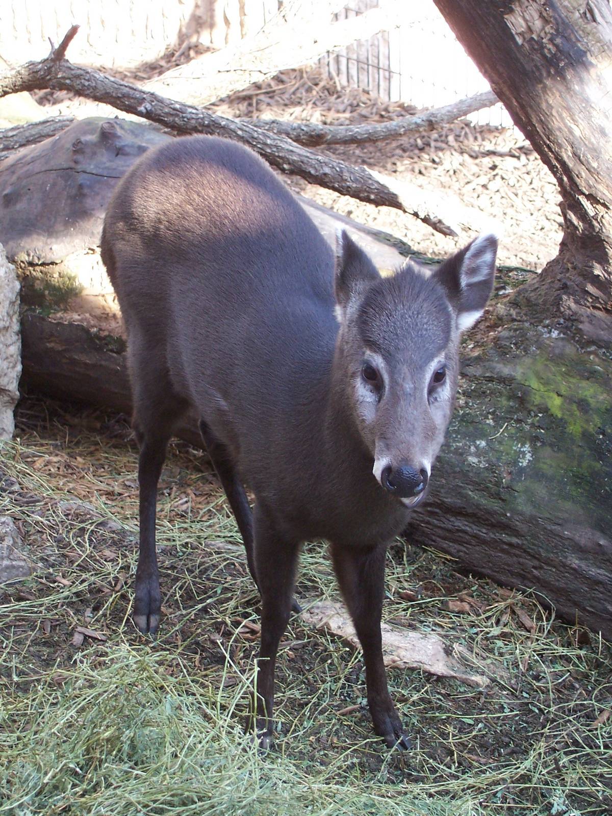 Tufted Deer (Elaphodus cephalophus)