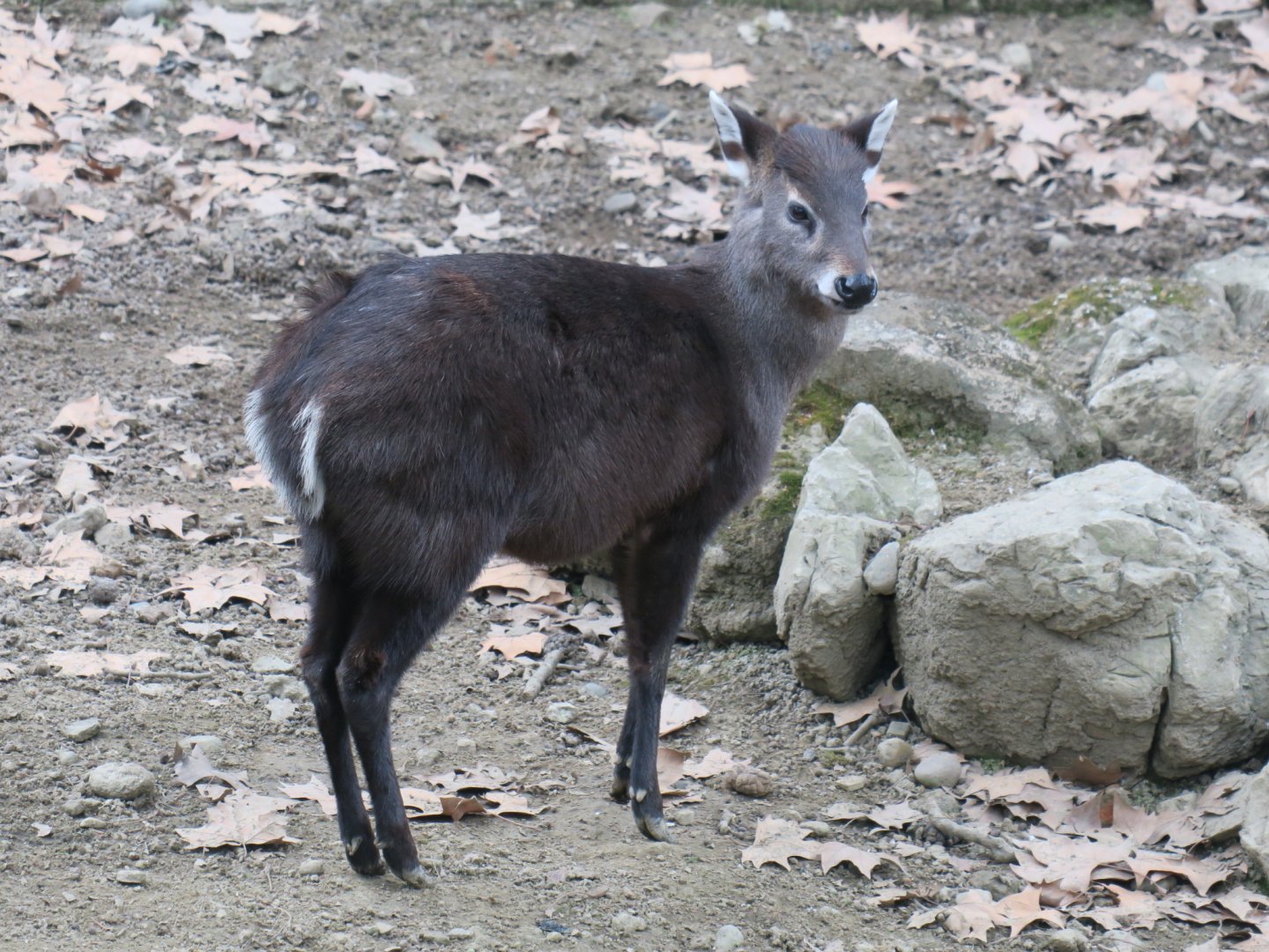 tufted deer (Elaphodus cephalophus)