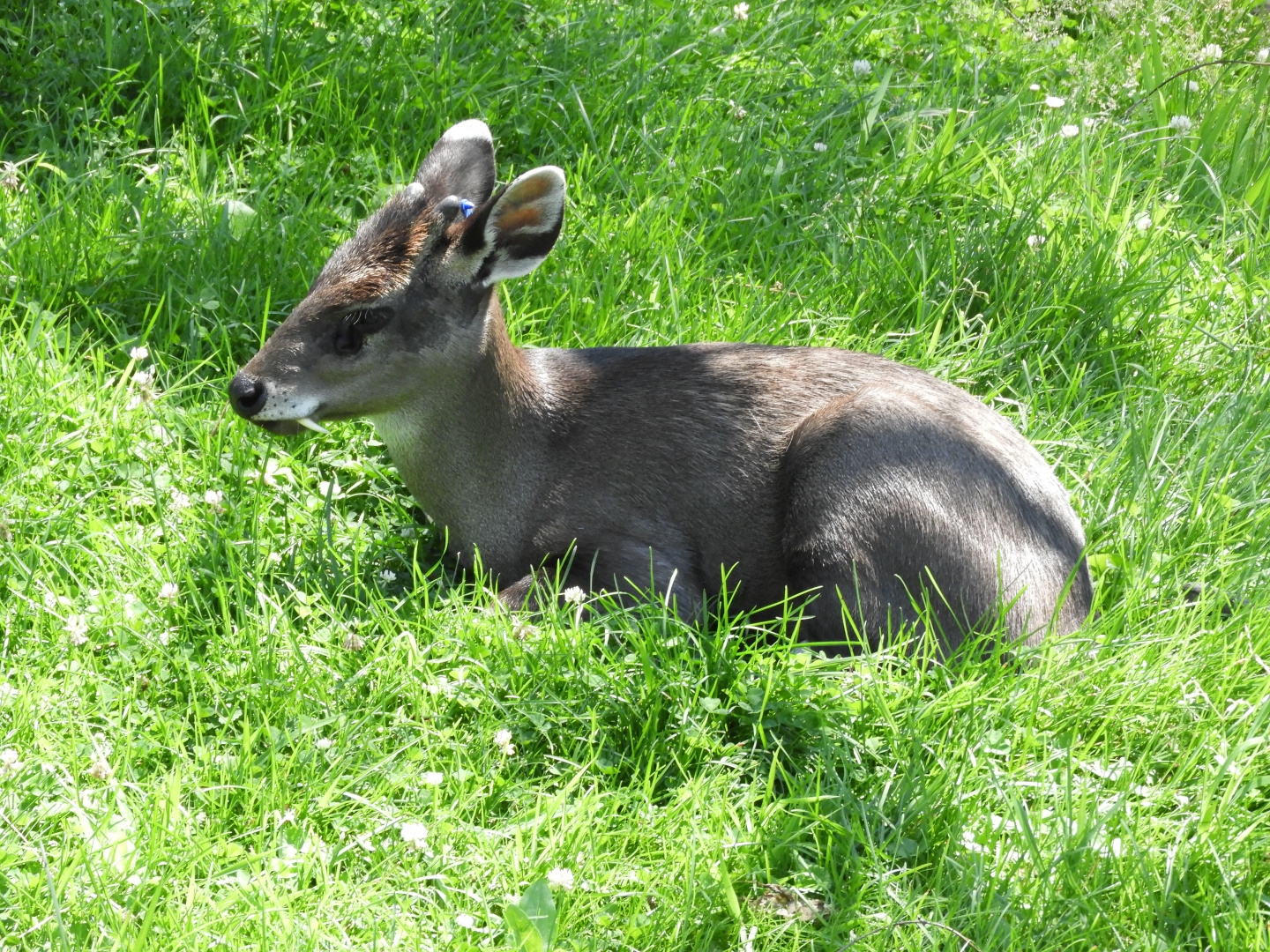 Tufted Deer (Elaphodus cephalophus)