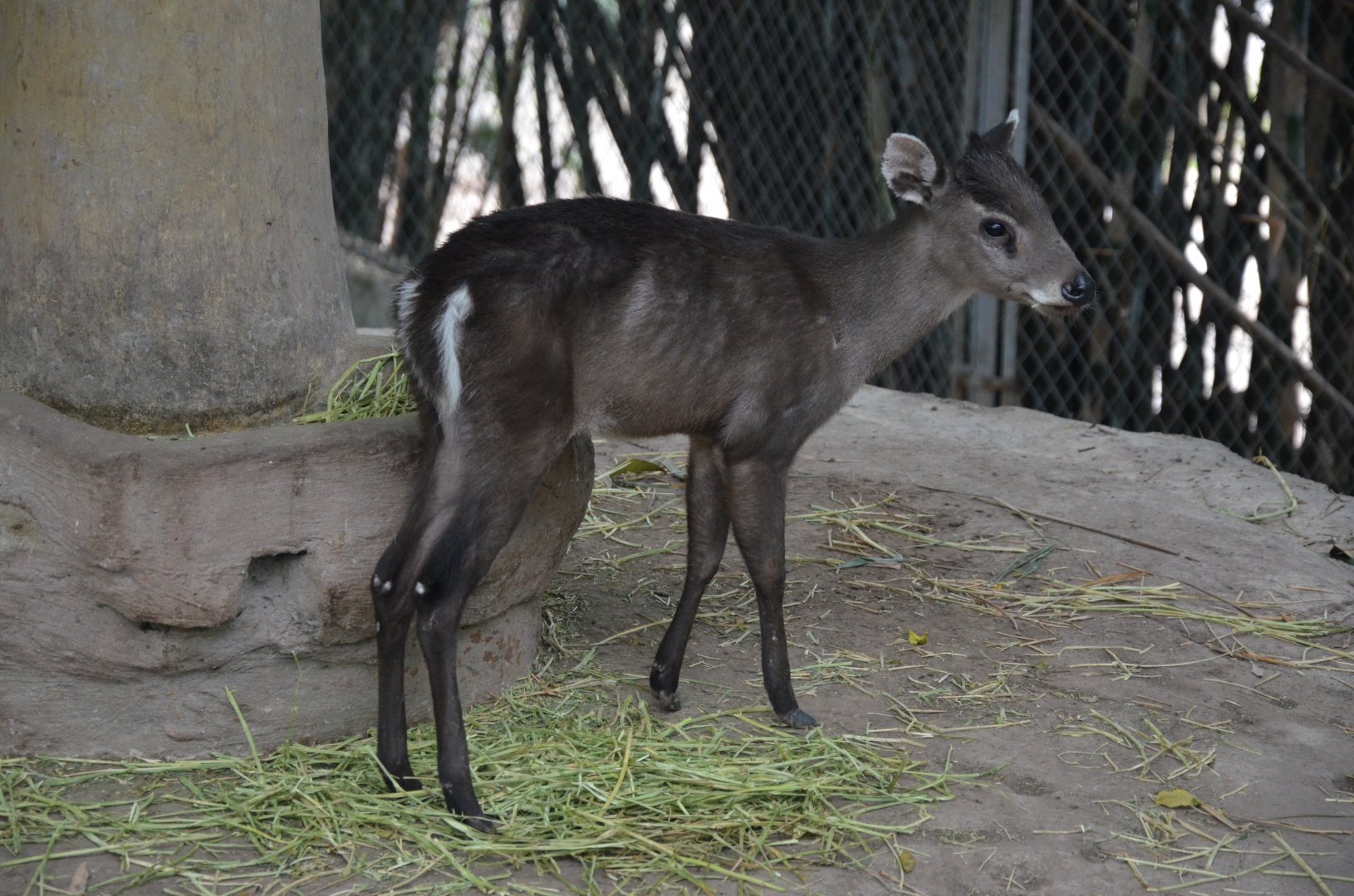 Tufted Deer/Elaphodus cephalophus