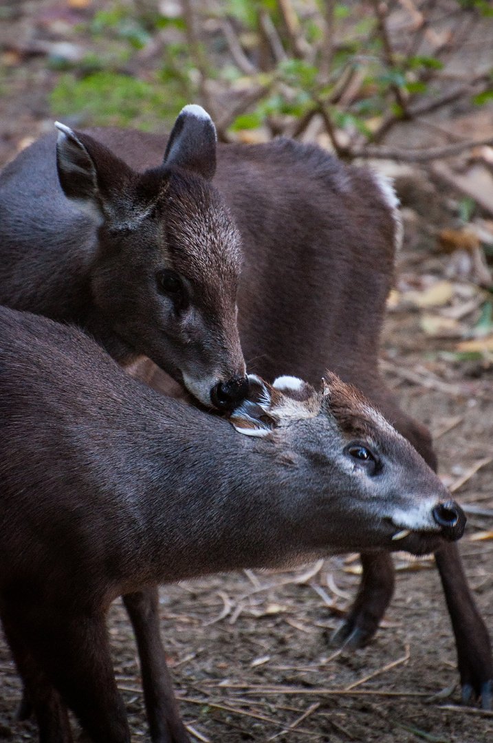 Tufted deer (Elaphodus cephalophus)