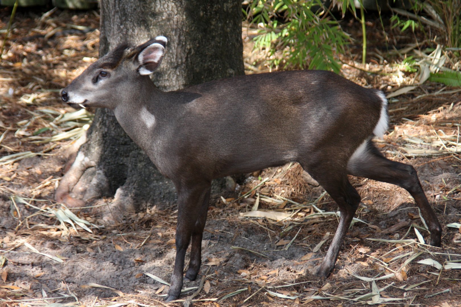 tufted deer (Elaphodus cephalophus)