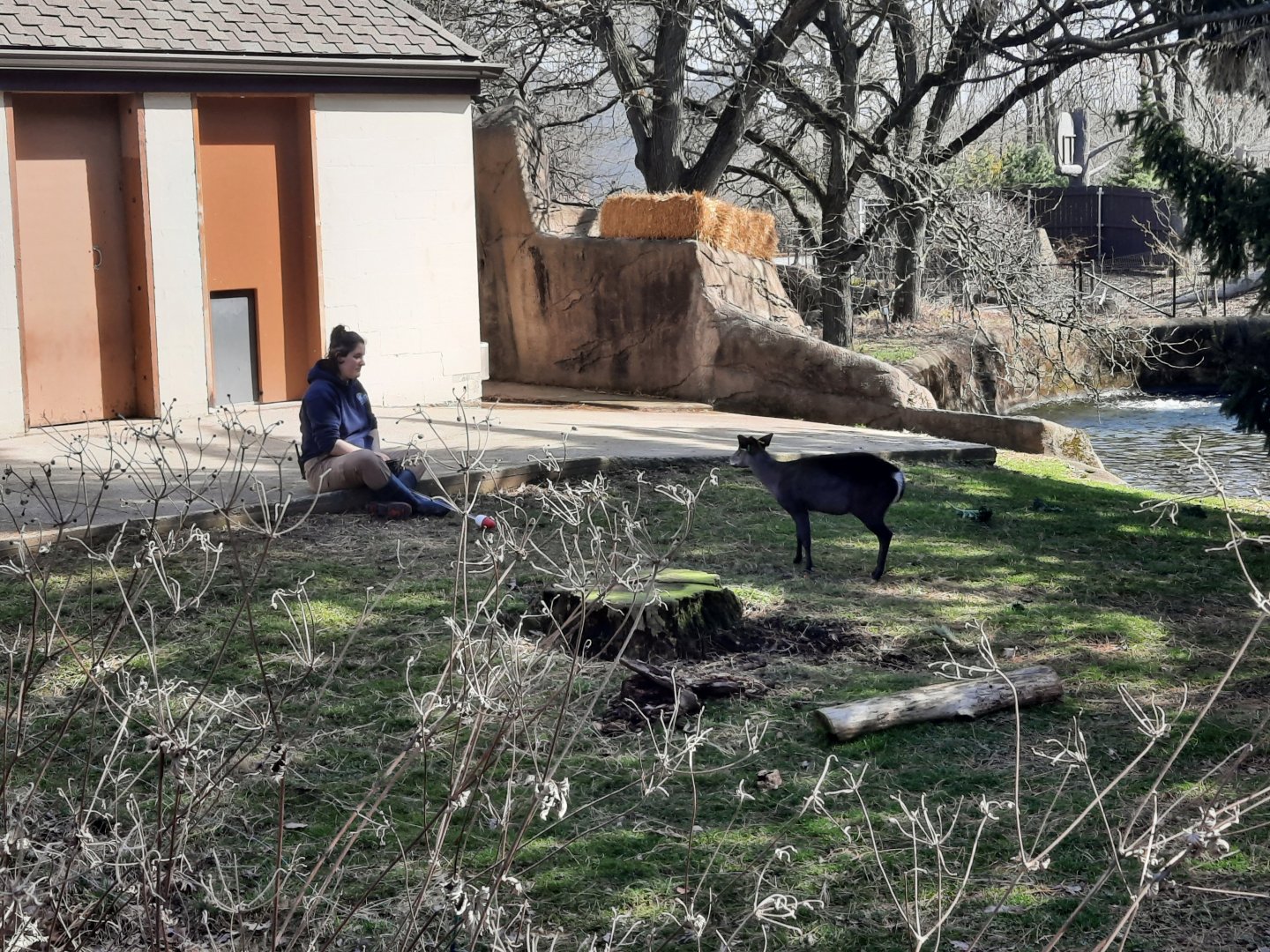 Tufted Deer Enrichment