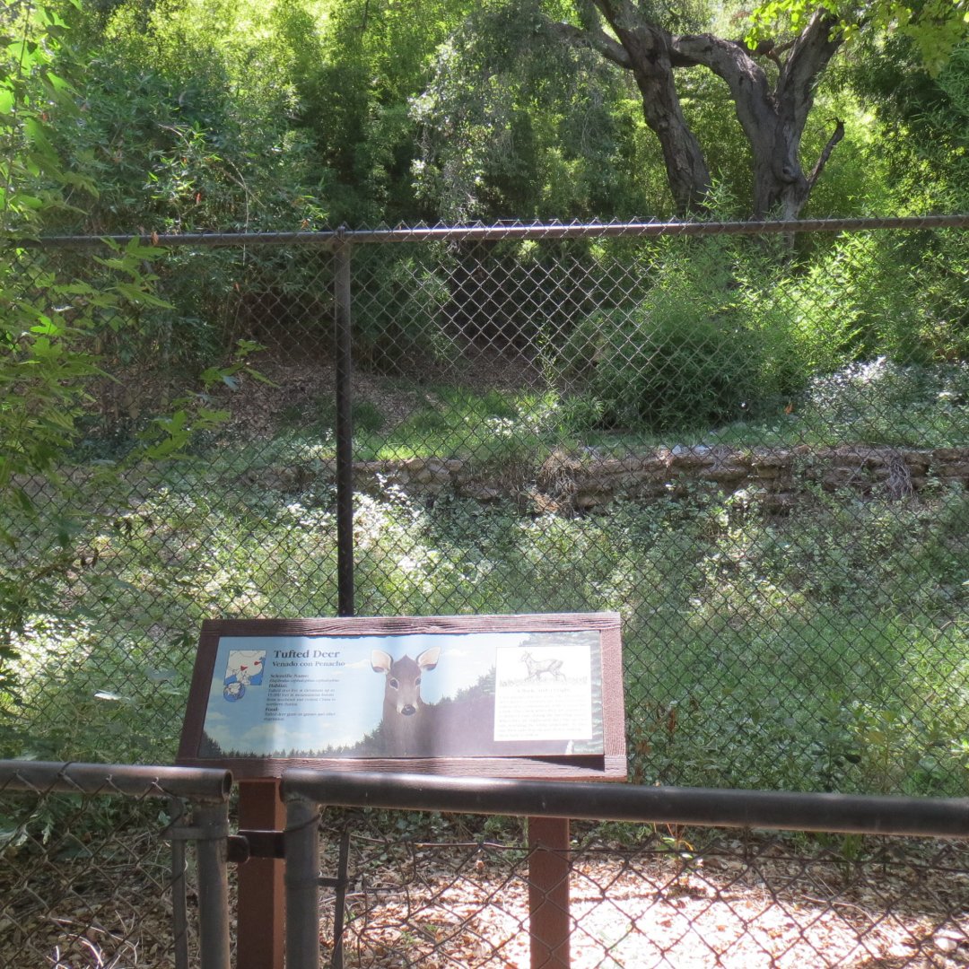 Tufted Deer Exhibit