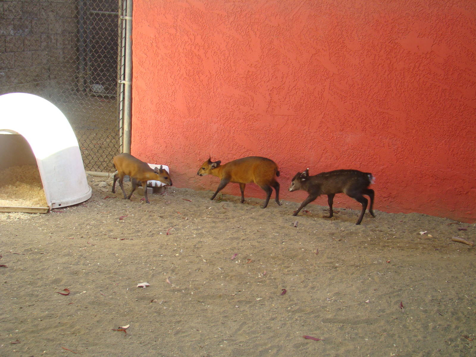 Tufted Deer fawn and Red-flanked Duiker calves