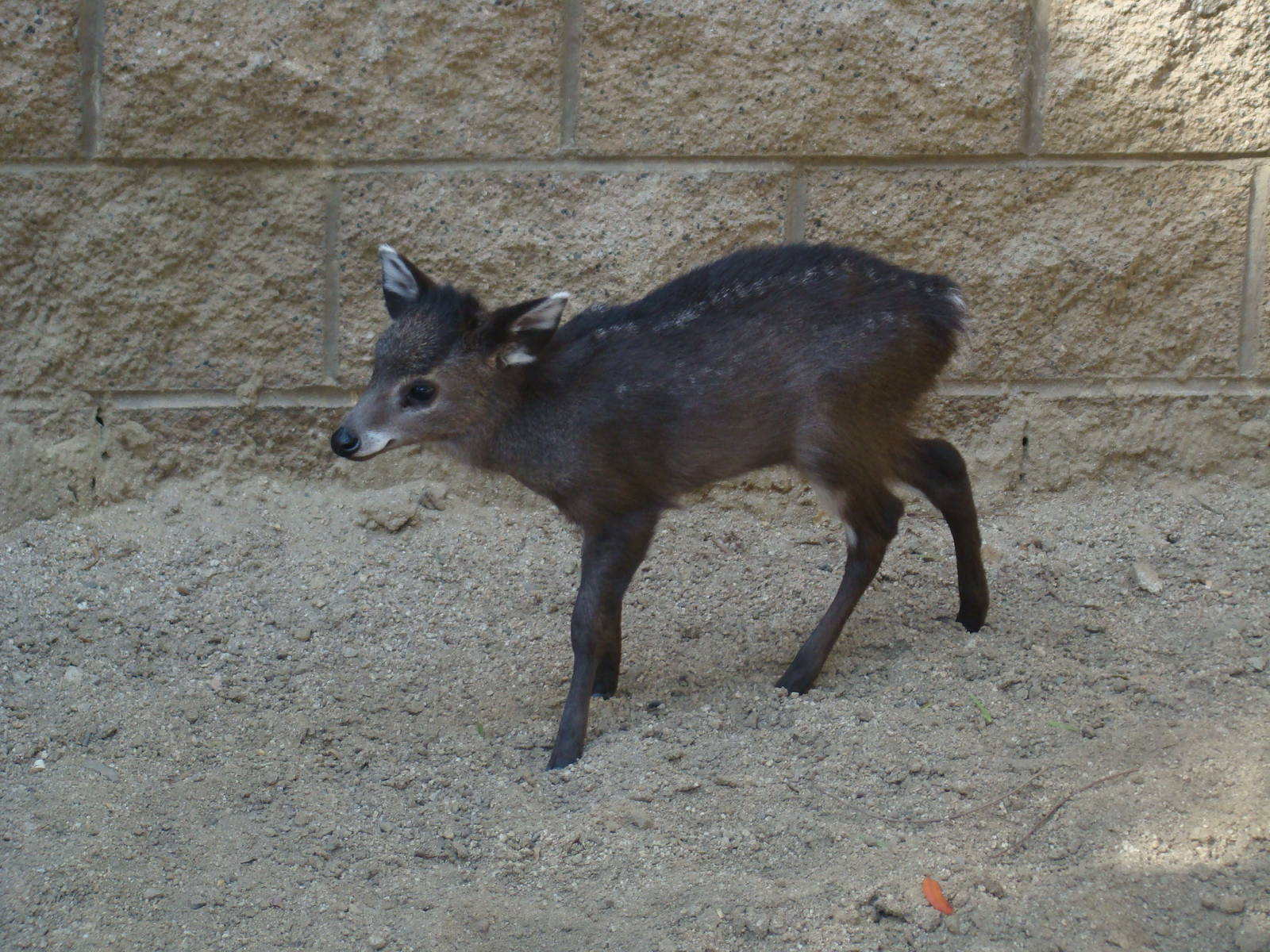 Tufted Deer fawn