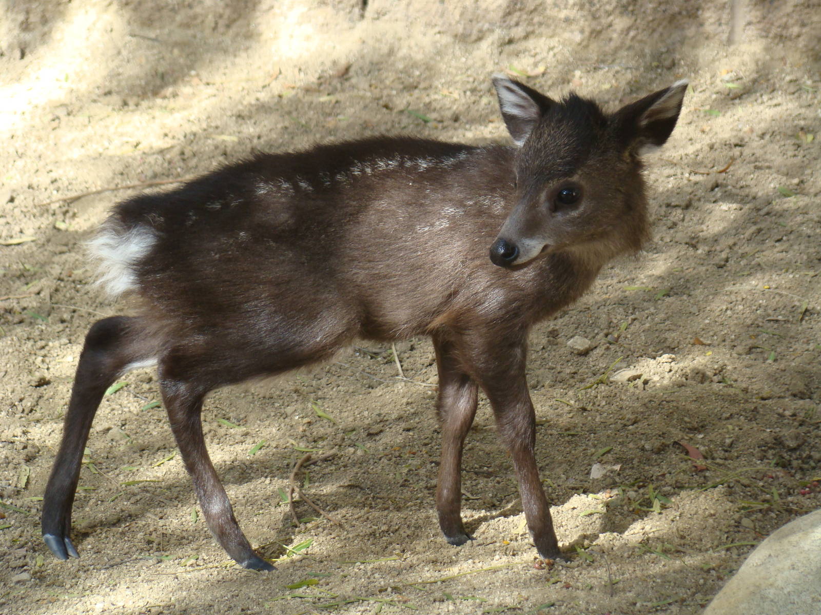 Tufted Deer fawn