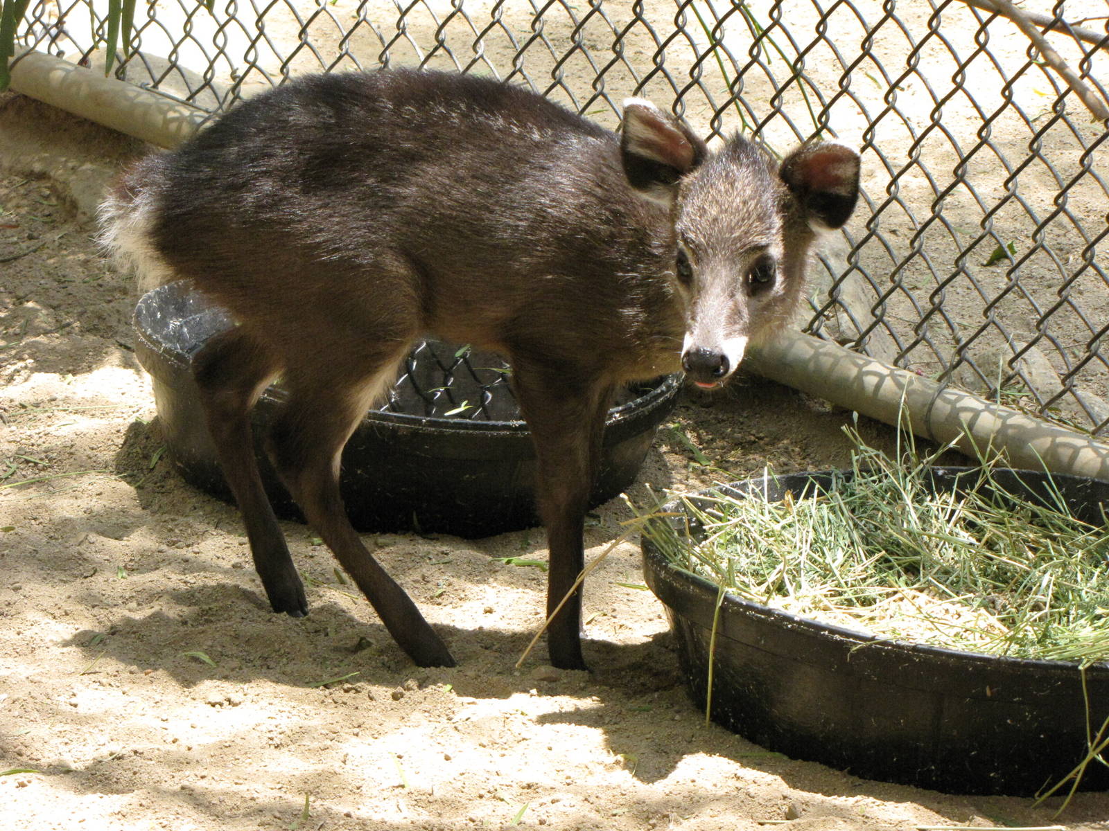 Tufted Deer Fawn