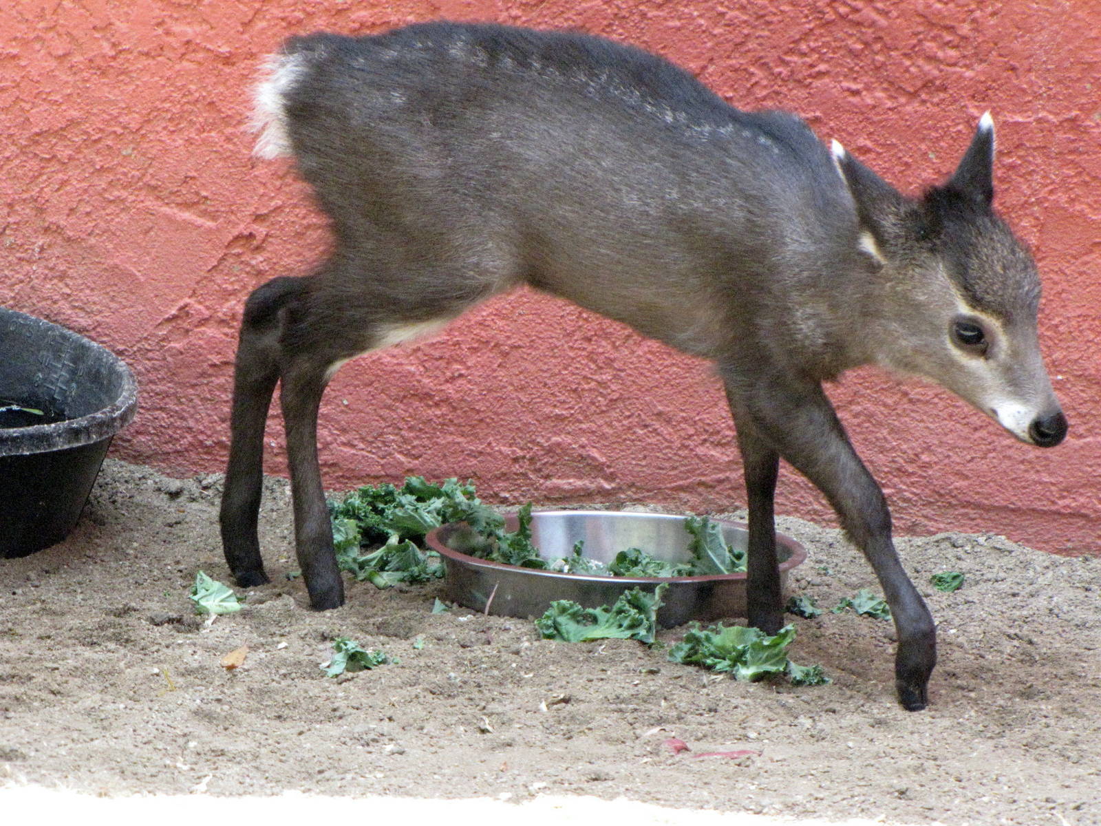 Tufted Deer Fawn