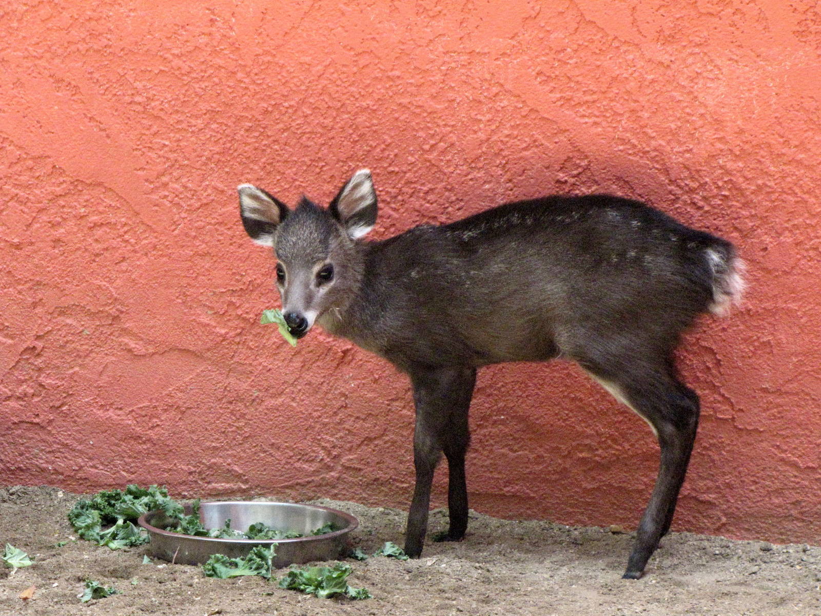 Tufted Deer Fawn