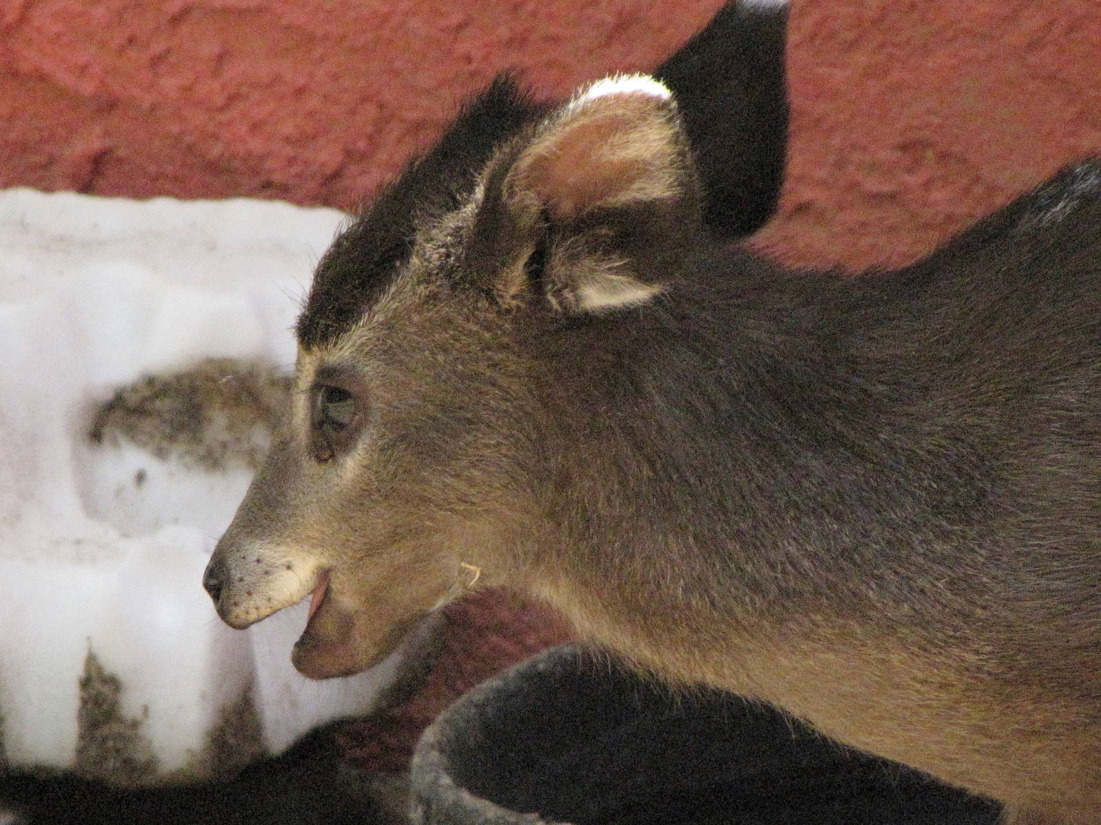 Tufted Deer Fawn