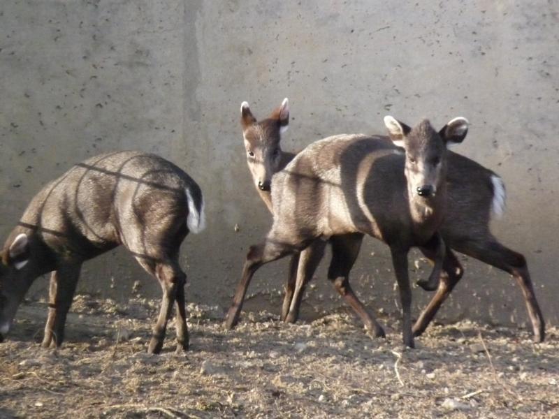 Tufted Deer Group