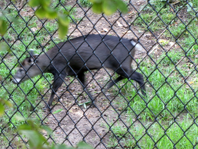 Tufted Deer Los Angeles Zoo 10-18-2009