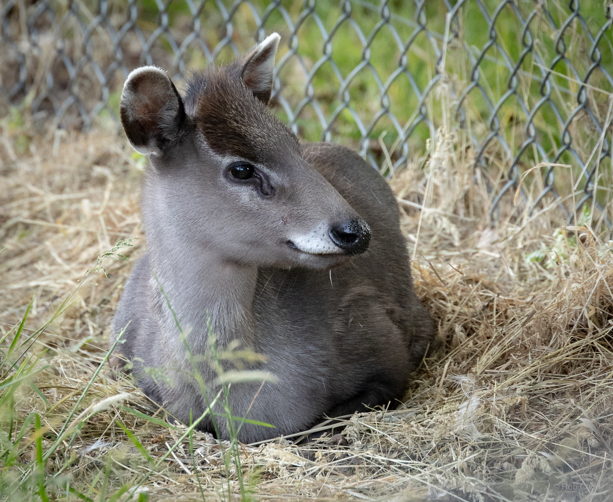 Tufted deer (Michie's tufted deer) : Whipsnade : 15 Jun 2025