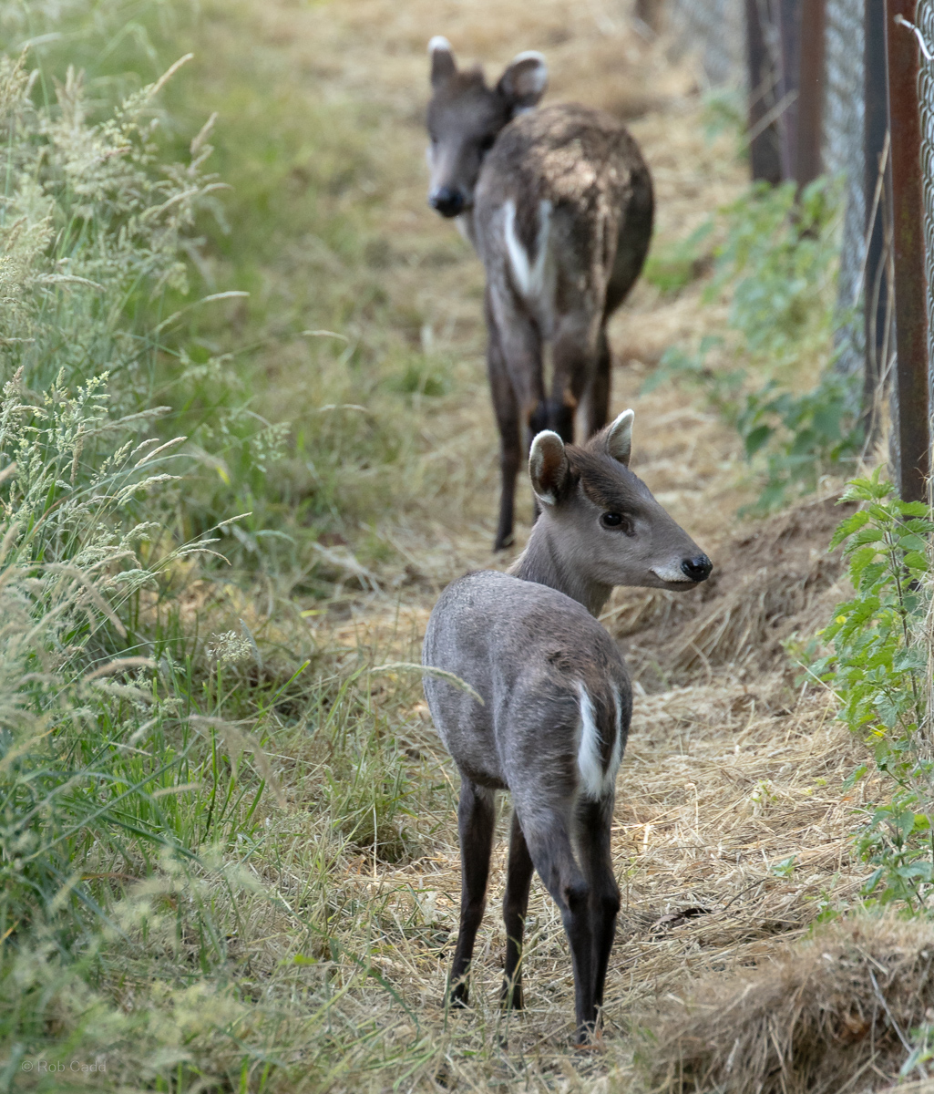 Tufted deer (Michie's tufted deer) : Whipsnade : 15 Jun 2025