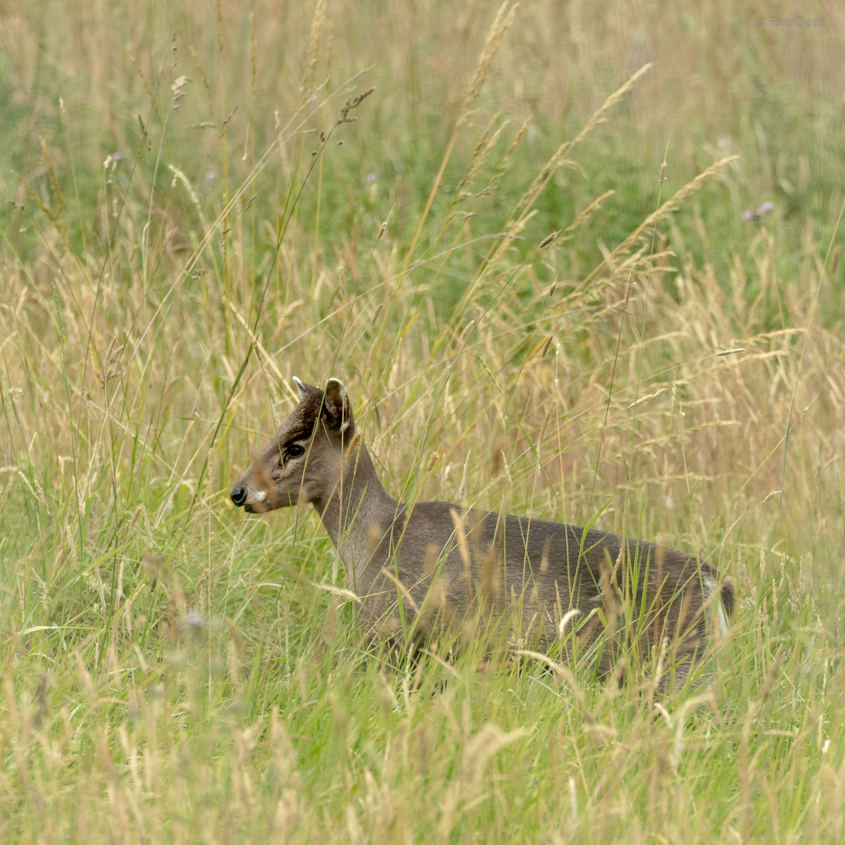 Tufted deer (Michie's tufted deer) : Whipsnade : 29 Jun 2025