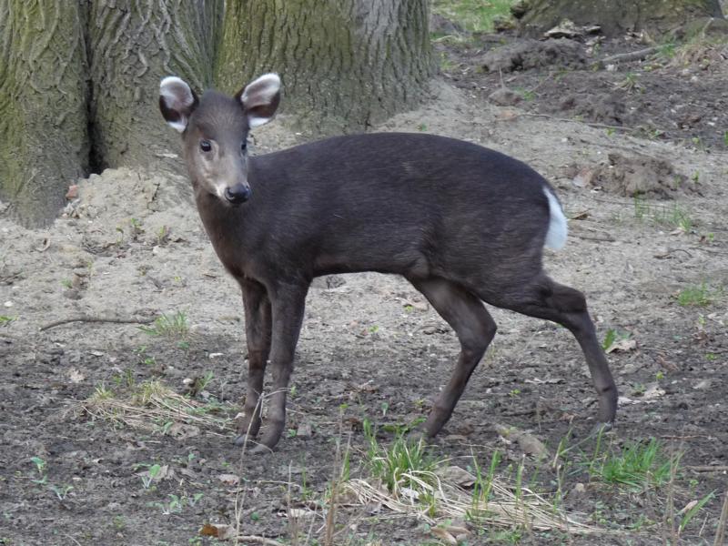 Tufted Deer Offspring