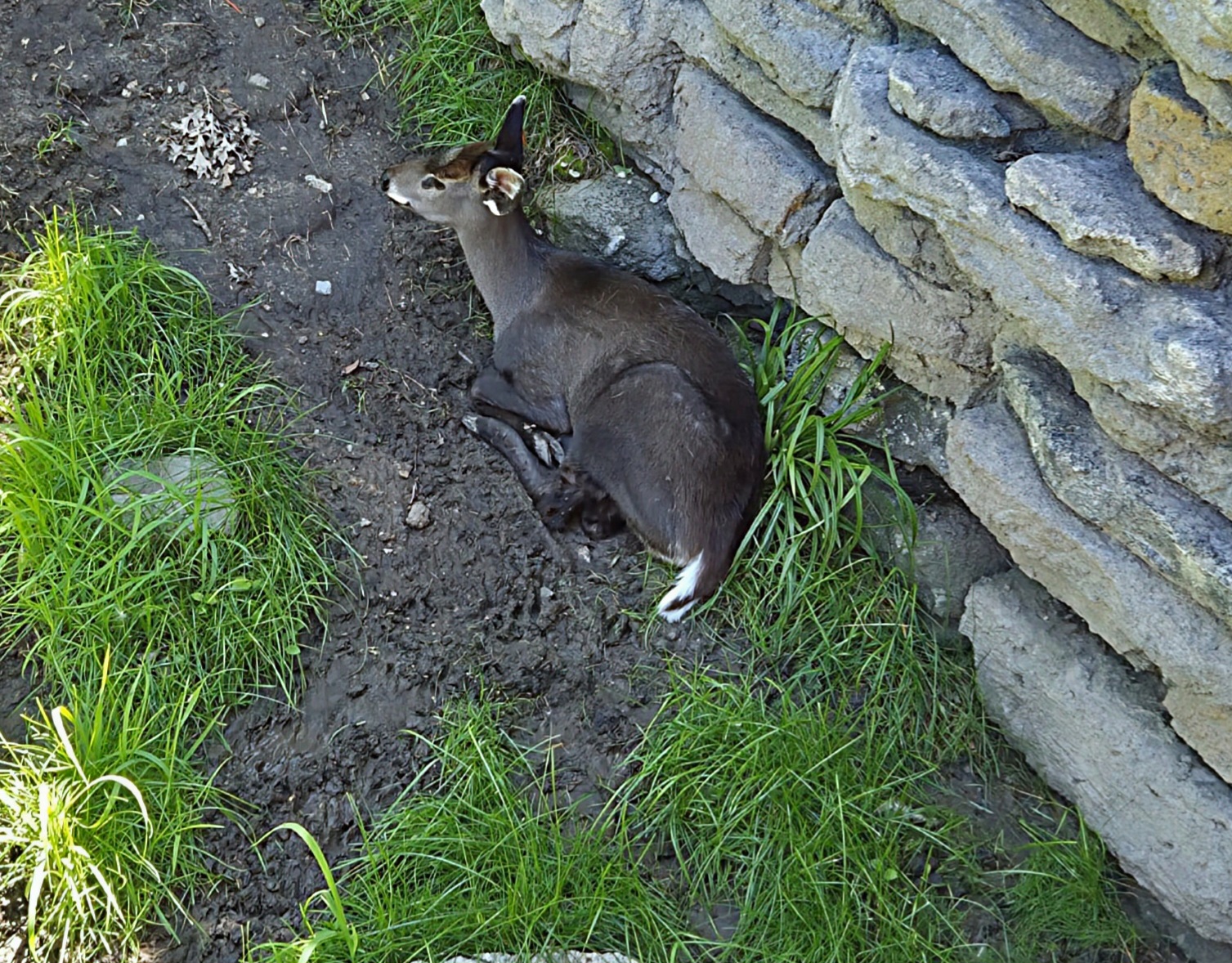 Tufted Deer-Omaha's Henry Doorly Zoo
