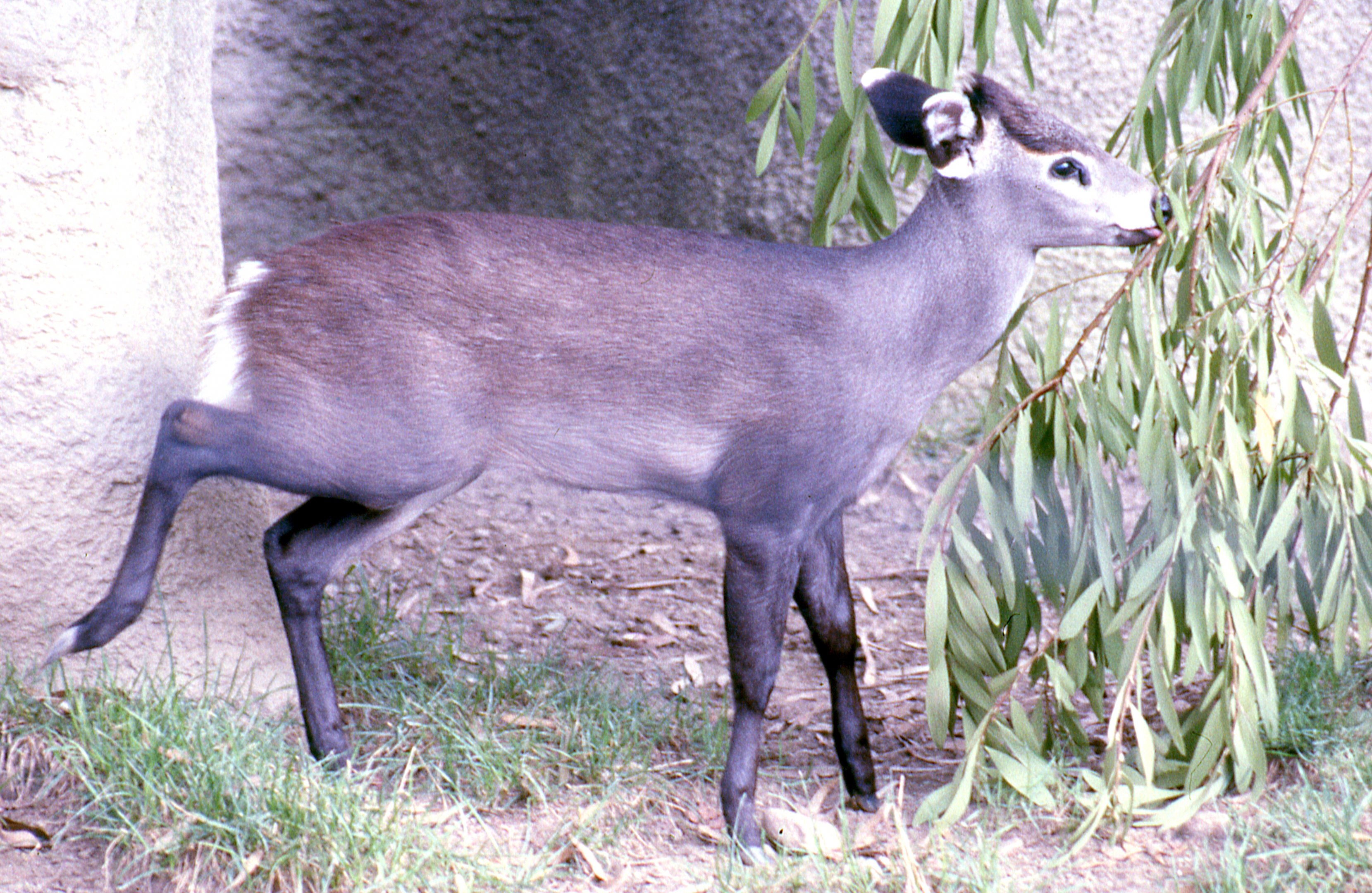 Tufted deer; San Diego; October 1983