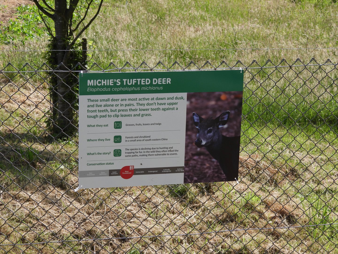 Tufted Deer Sign