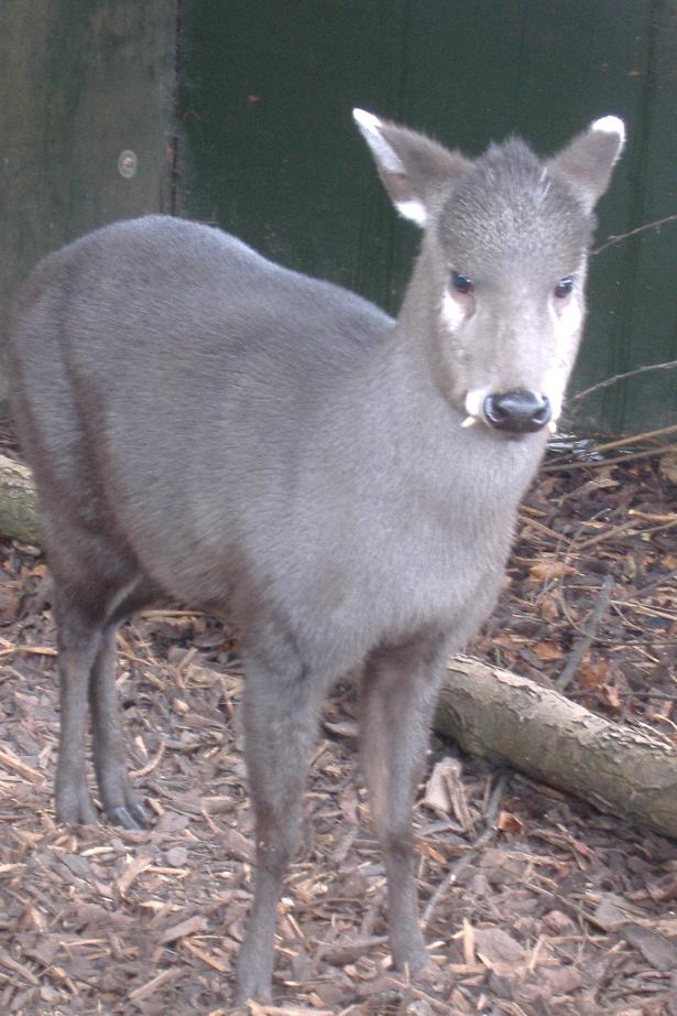 Tufted Deer Twycross