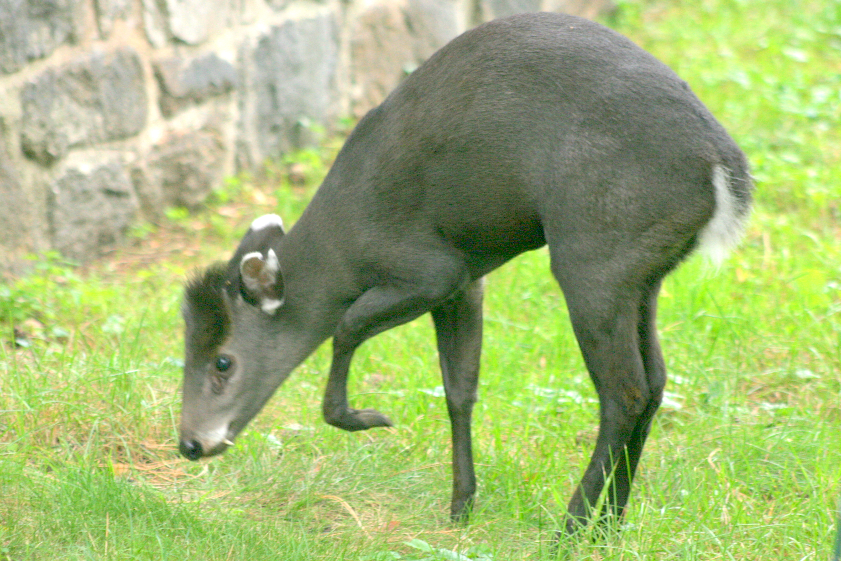 Tufted deer; Wroclaw; 11th September 2017