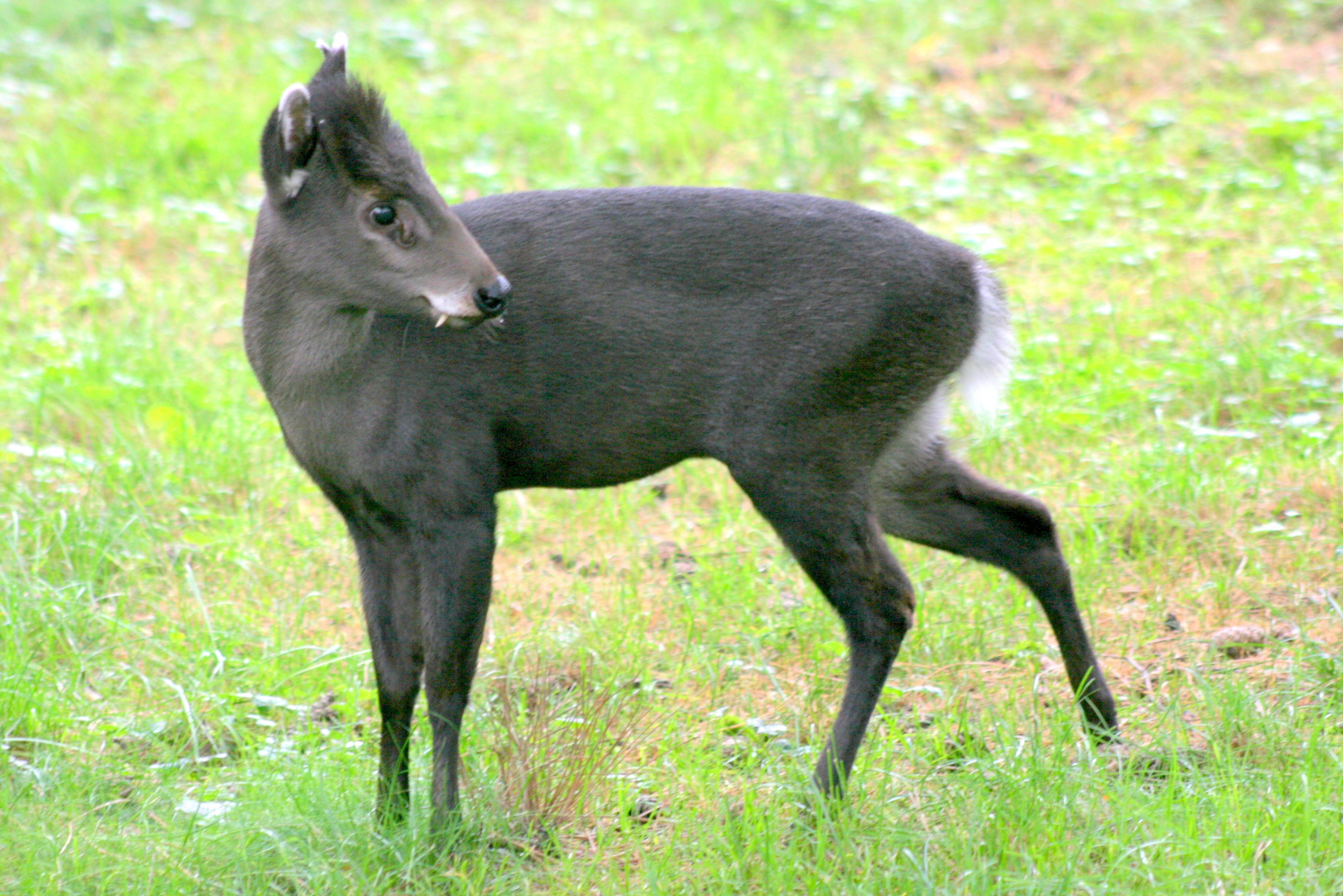 Tufted deer; Wroclaw; 11th September 2017
