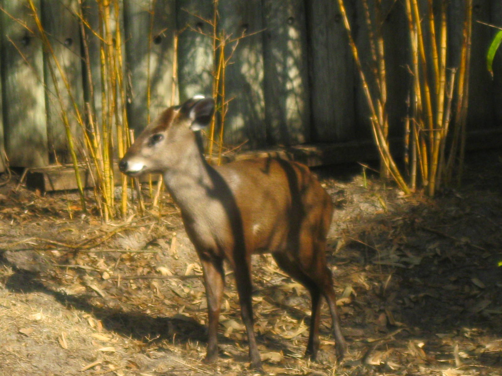 Tufted Deer