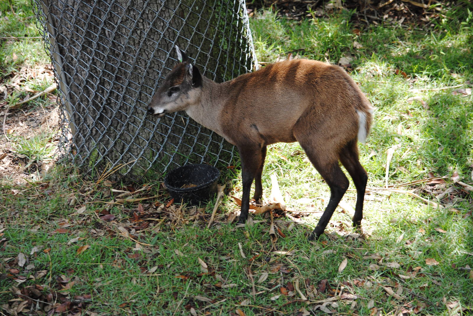 Tufted Deer