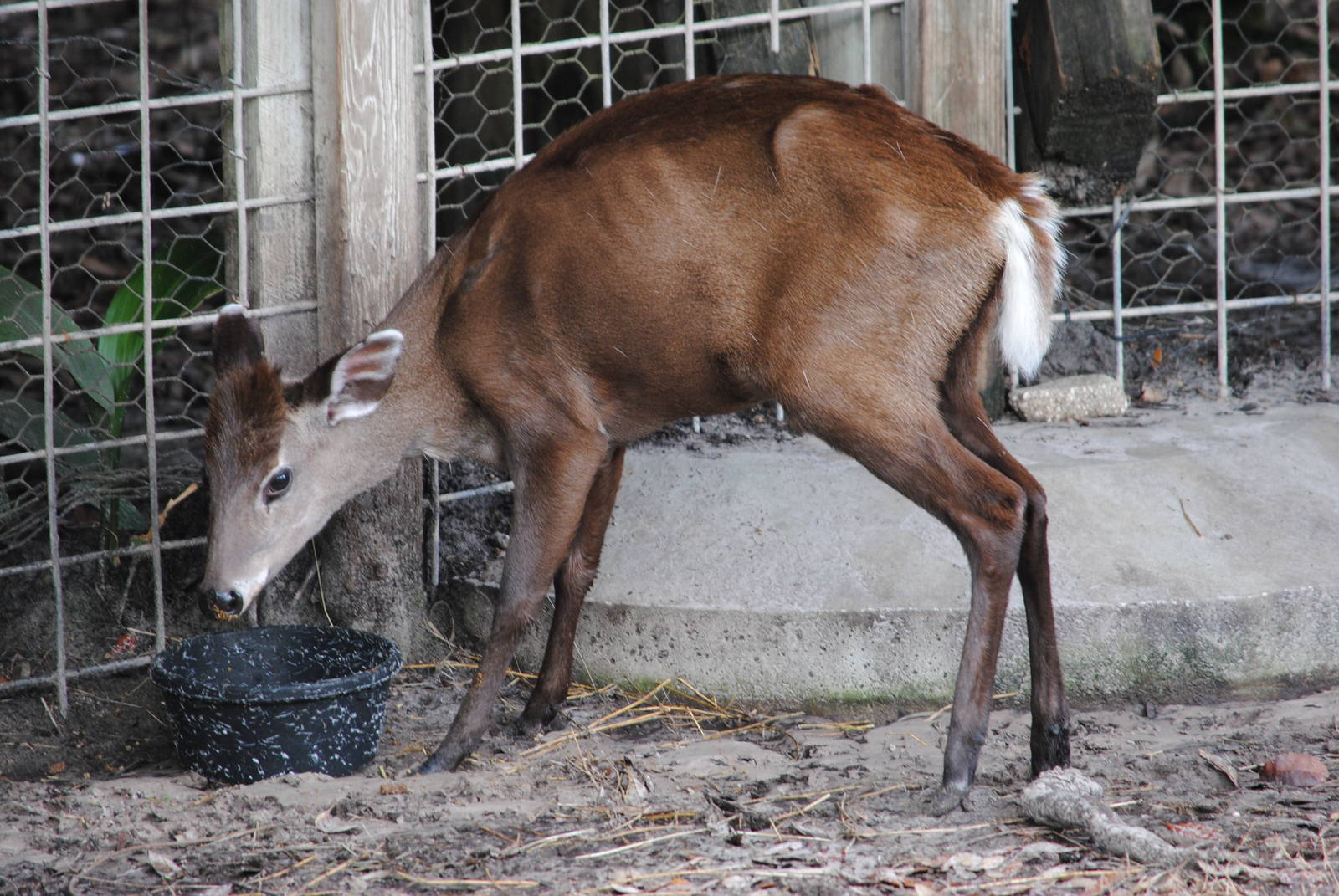 Tufted Deer