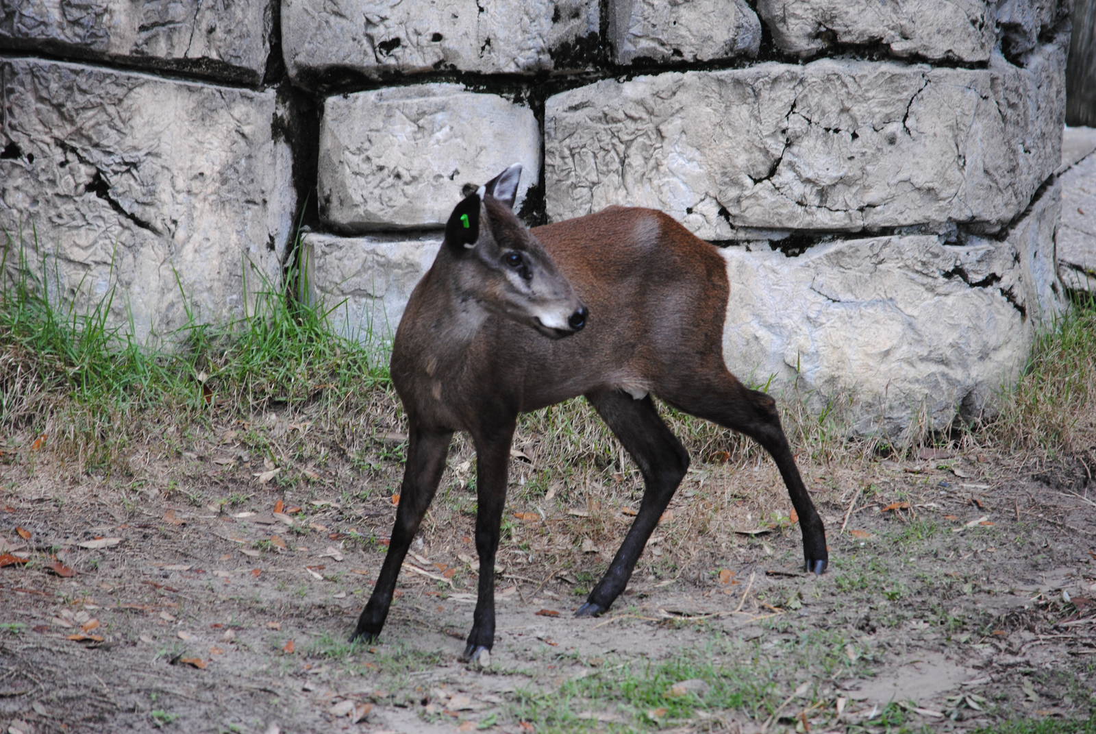 Tufted Deer