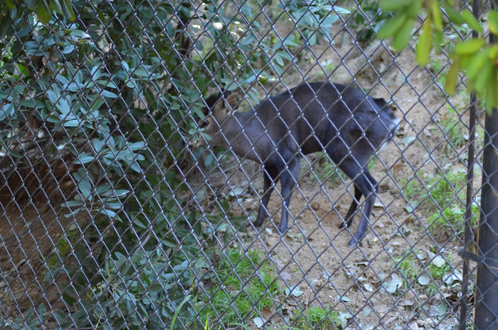 Tufted Deer