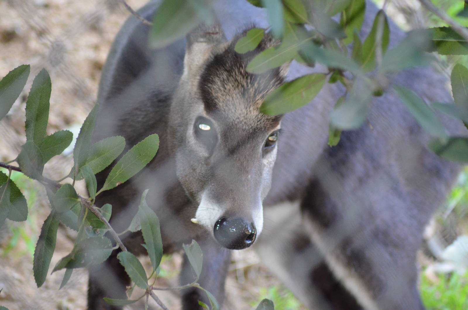 Tufted Deer