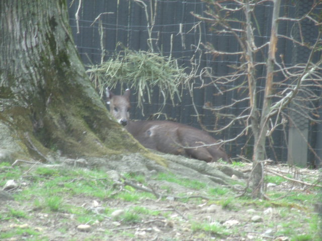 Tufted Deer